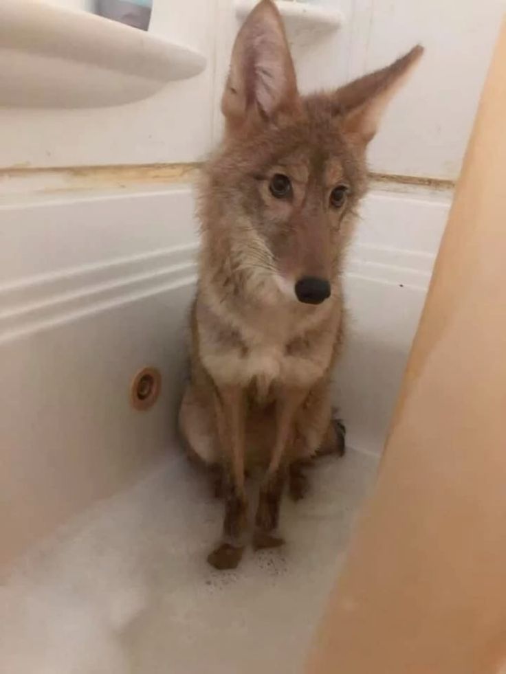 coyote in the tub